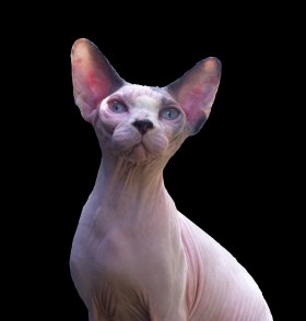 WITZARGATE MILLION DOLLAR BABY - NudeLookSphynx