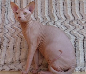 GRC (Grand Champion) AMENOPHIS IMAGINE of NUDELOOK - NudeLookSphynx