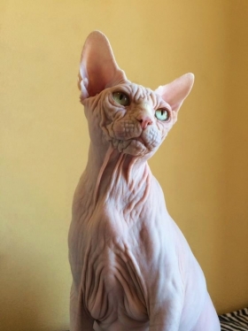 ULISES PARADAIS - NudeLookSphynx