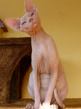 TGC (Triple Grand Champion ) NUDELOOK VERUS DEUS - NudeLookSphynx