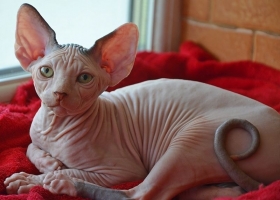 DE BLISS AHURA UNFORGETTABLE - NudeLookSphynx