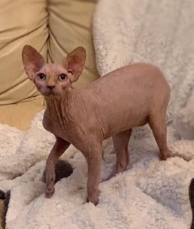 NUDELOOK DRAMA QUEEN - NudeLookSphynx