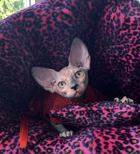 NUDELOOK FOREVA - NudeLookSphynx