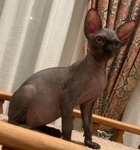 APRIORINAKED FIJII OF NUDELOOK - NudeLookSphynx