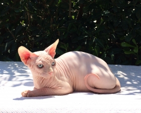 NUDELOOK ASSENZIO BLANC - NudeLookSphynx