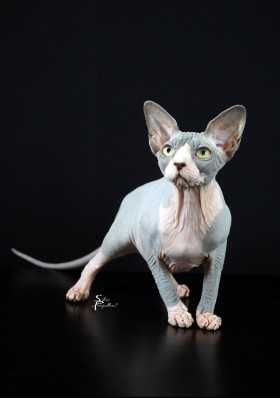 RUNASOUL AIDA - NudeLookSphynx