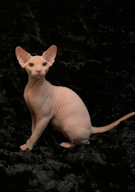 NUDELOOK MARTINI - NudeLookSphynx