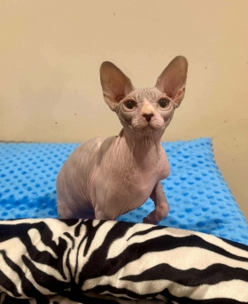 RUNASOUL  ALL FOR YOU OF NUDELOOK - NudeLookSphynx