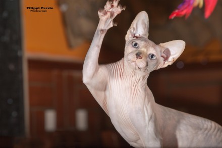 RW SGC ( Supreme Grand Champion ) NUDELOOK VENDETTA DIVINORUM - NudeLookSphynx