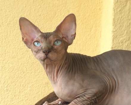 BEMISU LUCHIANA NEL CIELO - NudeLookSphynx