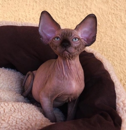  - NudeLookSphynx